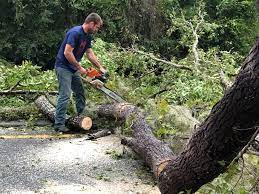  Holyoke, CO Tree Services Pros