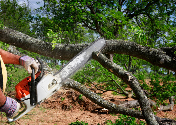 Trusted Holyoke, CO  Tree Services Experts